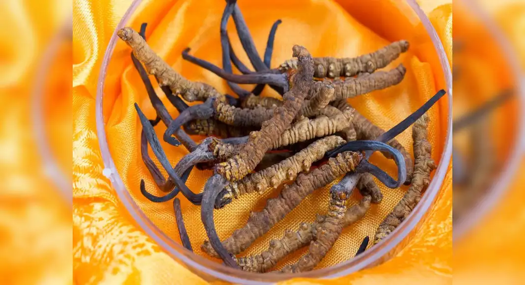 Cordyceps Militaris Keeda Jadi - Image 3