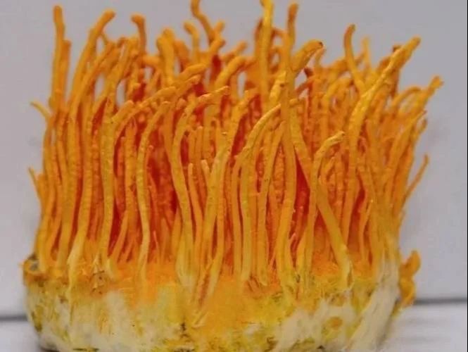 Cordyceps Militaris Keeda Jadi - Image 4