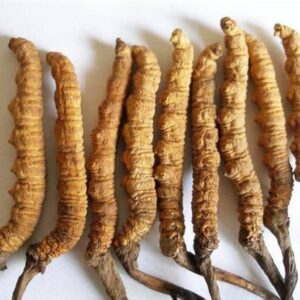 Dried Cordyceps Sinensis Keeda Jadi